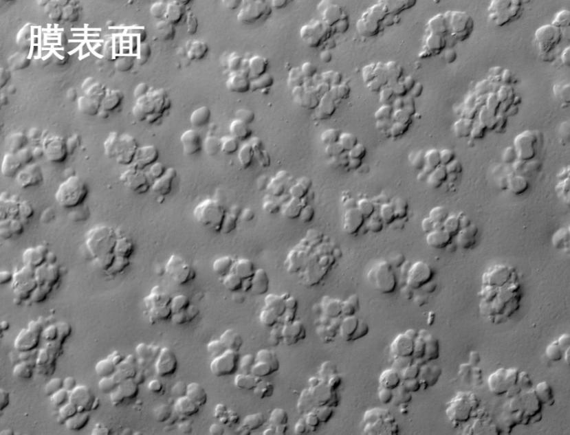 优德88烧结管式膜电镜照片